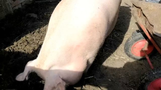Выкопали картофель. Будни в деревне    #деревнянапозитиве