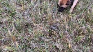 След на траве. Спортивная дрессировка собак. IGP training.