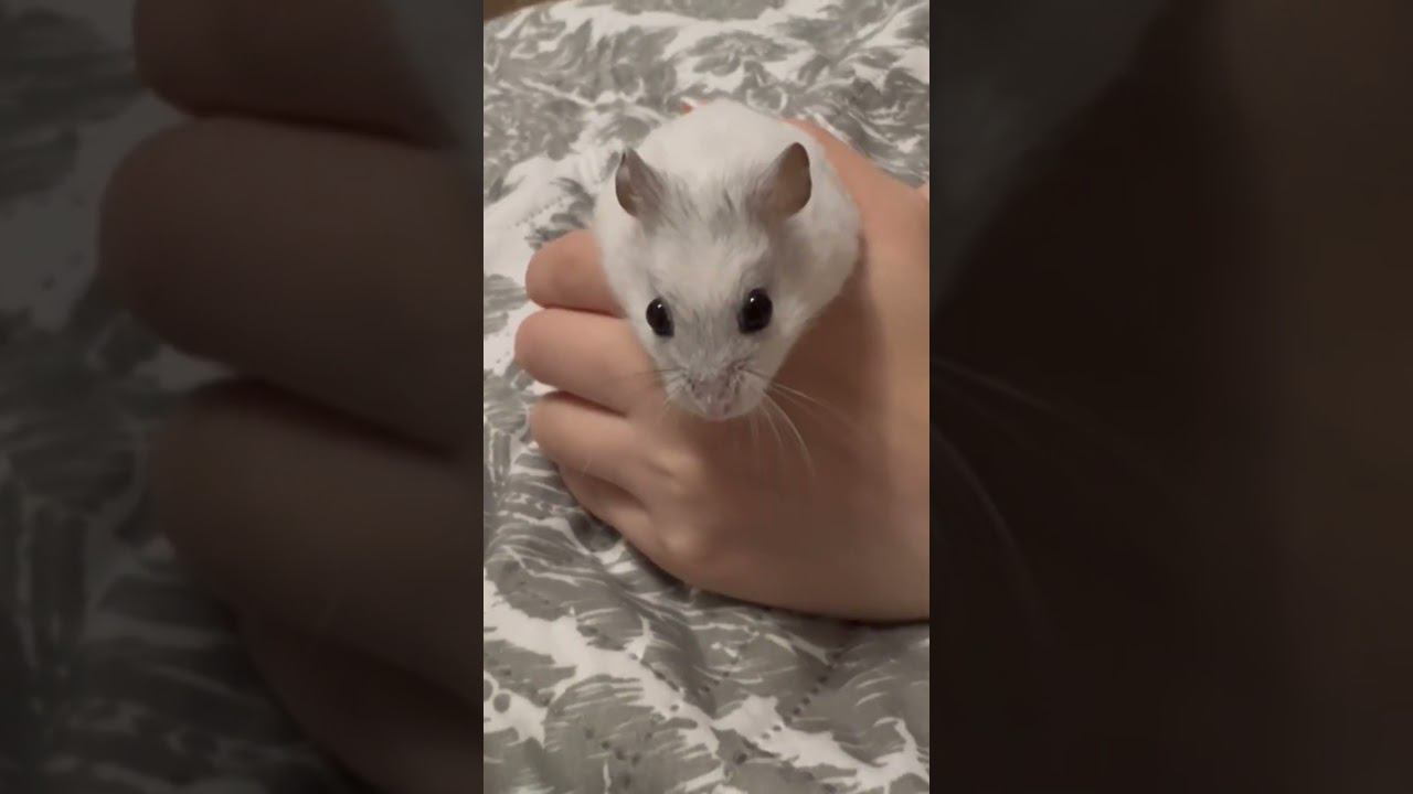 #джунгарскийхомяк