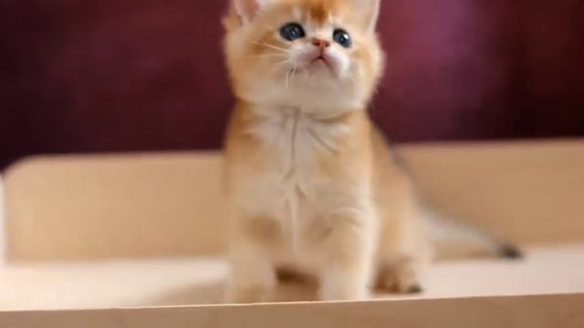 Британский котёнок смотреть онлайн