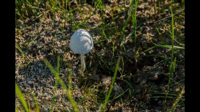 Рост гриба смотреть онлайн