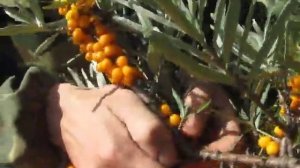 Сбор облепихи.