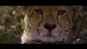 ЛЕОПАРД vs ГЕПАРД . Кто сильнее ?