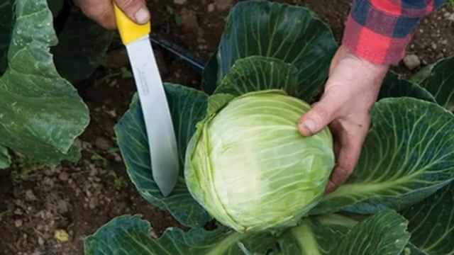Как хранить капусту