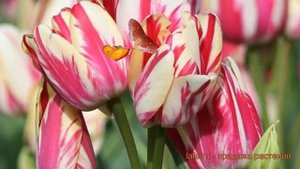 Тюльпан многоцветный Флейминг Клаб (tulipa) ? обзор: как сажать, луковицы тюльпаны Флейминг Клаб