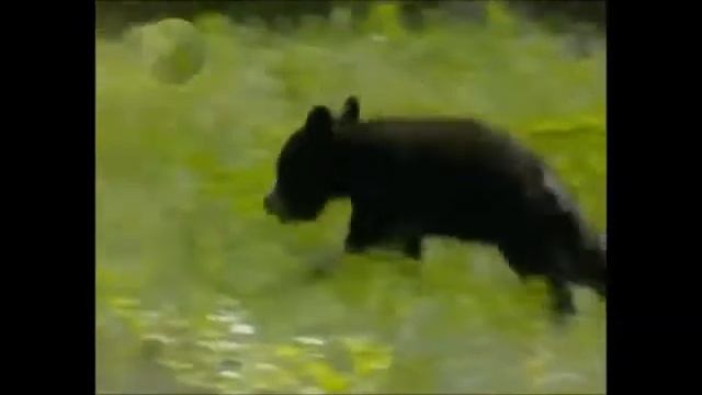 Развивающее занятие педагога-психолога для детей 5-6 лет. смотреть онлайн