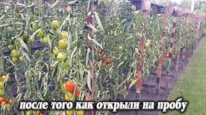 7. Гибрид "Де Барао" - розовый, наши любимые помидоры.