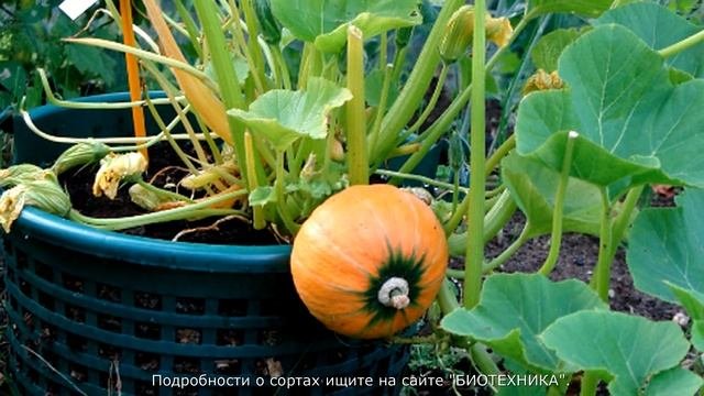 Специальные сорта овощей для выращивания в контейнерах.