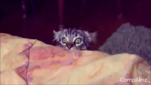 Самые тупые коты 2014. Most stupid cats