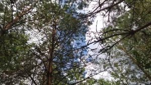 В сухом лесу падают деревья