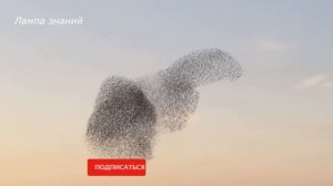 Мурмурация или танец птиц, красота мира