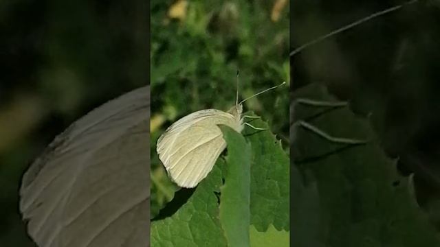 Large White (Pieris brassicae)