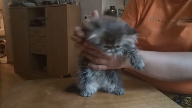 Продается замечательный персидский котенок смотреть онлайн