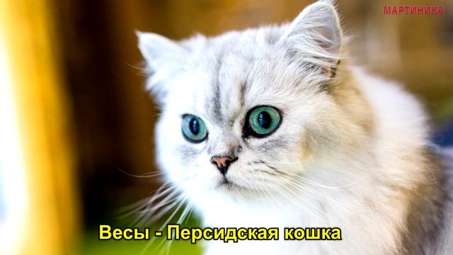 КАКАЯ ТЫ ПОРОДА КОШКИ ПО ЗНАКУ ЗОДИАКА смотреть онлайн