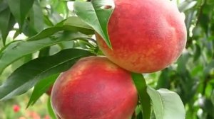 Персик Коллинс (Collins).