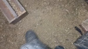 куры несутся зимой, вентиляция в курятнике?