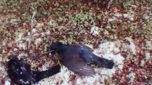 Удачная охота на глухаря на Кольском полуострове.