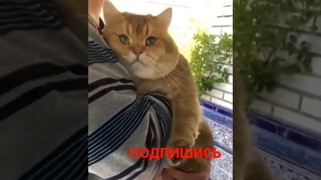 котик на руках хозяина 🥺