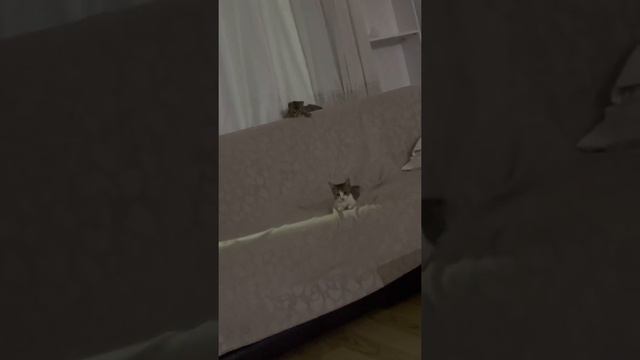 дикие котята забрались в дом и устроили догонялки смотреть онлайн