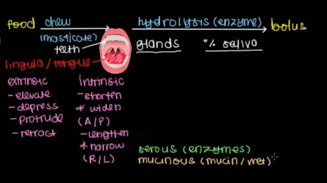 Mouth | Gastrointestinal system physiology | NCLEX-RN | Khan Academy смотреть онлайн