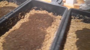 Заселение малька личинки в основной корм