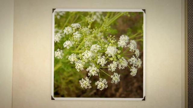 Болиголов пятнистый (Conium maculatum)