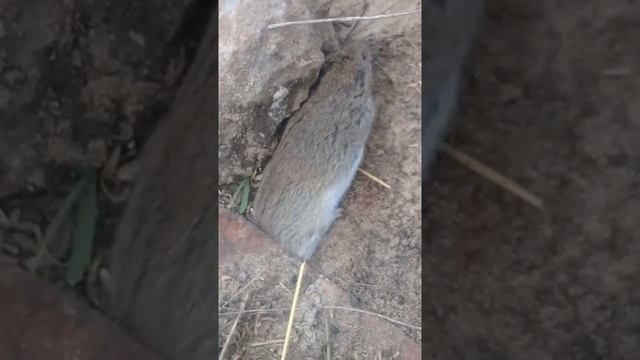 Мышь попалась) смотреть онлайн