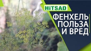 Не выбрасывайте Фенхель  Чем полезен фенхель