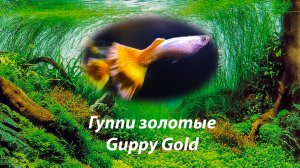 Гуппи золотые / Guppy gold