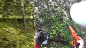 Что делать при встрече с дикими животными в лесу. Встреча с кабанами