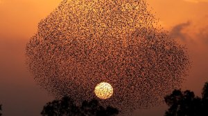 Что из себя представляет Черное солнце Дании_