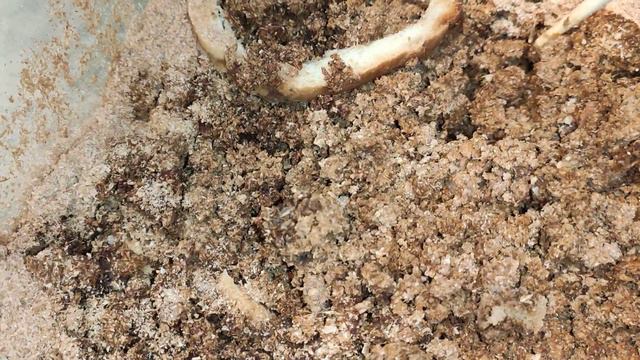 Чёрная львинка жизнь №4 смотреть онлайн