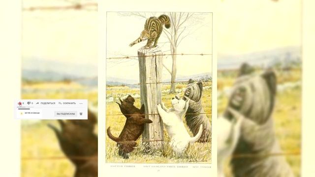 Вест хайленд уайт терьер. Плюсы и минусы, Цена, Как выбрать, Факты, Уход, История смотреть онлайн