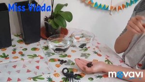 Посадка водяных лилий в домашних условиях (часть 1)