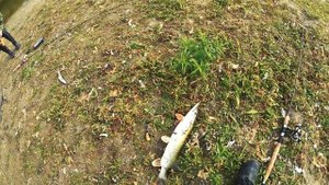 ОГРОМНАЯ ЩУКА, чуть не сломала спиннинг