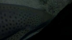 SEA LIFE Sydney Aquarium & Manly Sea Life Sanctuary