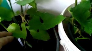 ЛЕТНЕЕ УКОРЕНЕНИЕ ВИНОГРАДА ЗЕЛЕНЫМИ ПОБЕГАМИ.