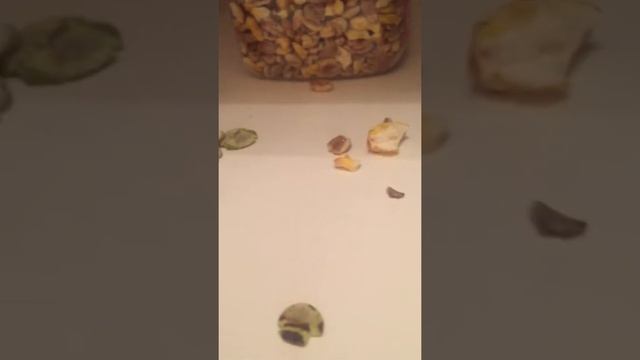 Чем кормить шиншиллу