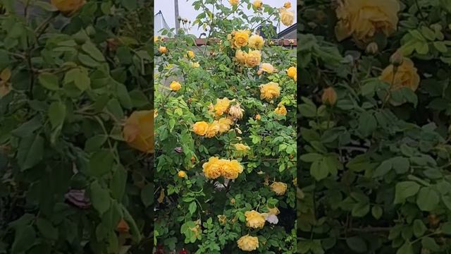 rose vlog 051823 David Austin Golden celebration climbing rose-zone 10A