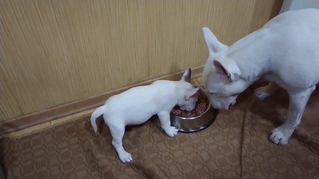 Щенок Бультерьера. Отец подождёт 🐾💕 Дэнни и Рич смотреть онлайн