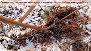 5 декабря обрезка винограда в питомнике- технари, головчатая формировка винограда. Пузенко Наталья