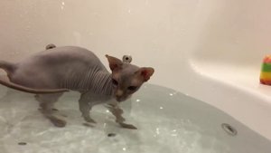 Кандский Сфинкс купается в ванной