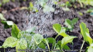 Клубника Кимберли