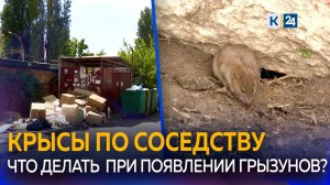 В Краснодаре крысы облюбовали мусорные площадки