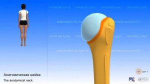 3D анатомия плечевая кость