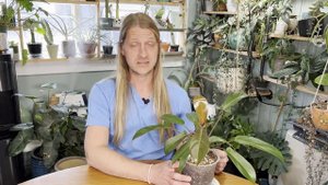 Philodendron Friday | Florida Bronze