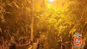 Плантацию конопли обнаружили полицейские в подвале частного дома в подмосковном Красноармейске