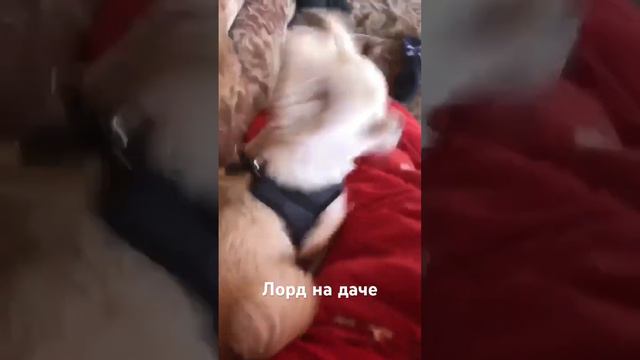 На прогулку всегда готов #дача #chihuahua #чихуахуа #лорд #новосибирск #nsk54