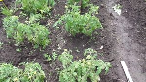 Подкормки томатов в открытом грунте. С чего начать? Ольга Чернова.