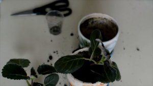 Размножение Глоксинии Листом в Домашних Условиях